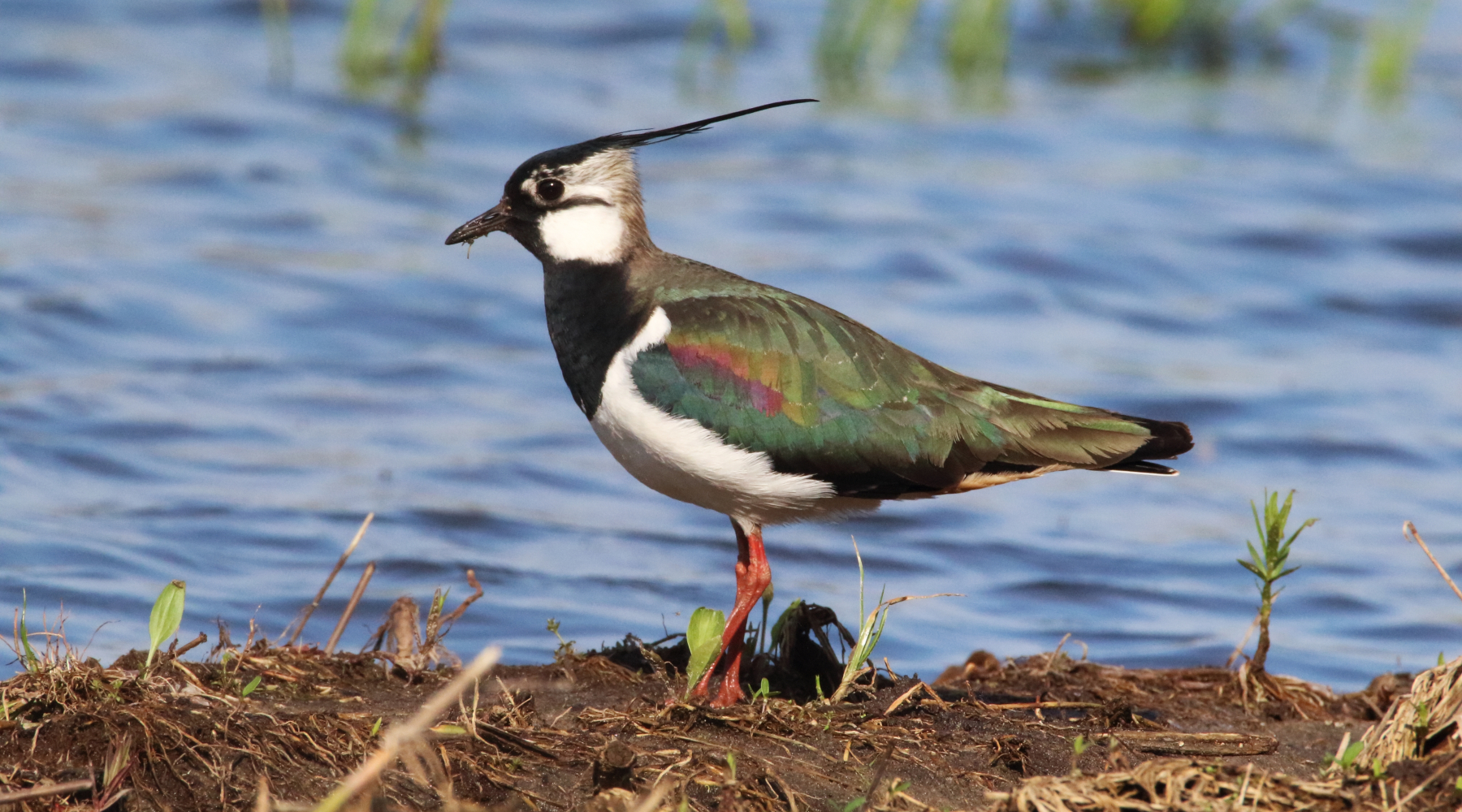 Diffida degli animalisti alla Toscana sulla caccia alla pavoncella Diffida degli animalisti alla Toscana sulla caccia alla pavoncella