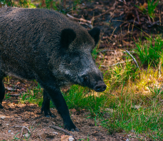 Due casi di peste suina africana in provincia di Reggio Emilia Due casi di peste suina africana in provincia di Reggio Emilia - cinghiale