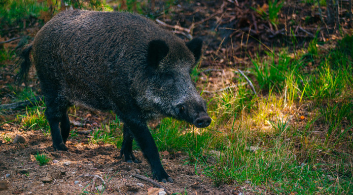 Due casi di peste suina africana in provincia di Reggio Emilia Due casi di peste suina africana in provincia di Reggio Emilia - cinghiale