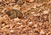 Fidc Toscana, monitoraggio Gps per altre tre beccacce Fidc Toscana monitoraggio Gps per altre tre beccacce