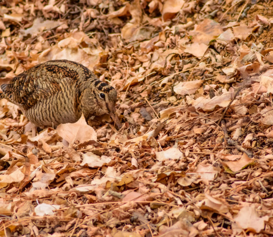 Fidc Toscana, monitoraggio Gps per altre tre beccacce Fidc Toscana monitoraggio Gps per altre tre beccacce