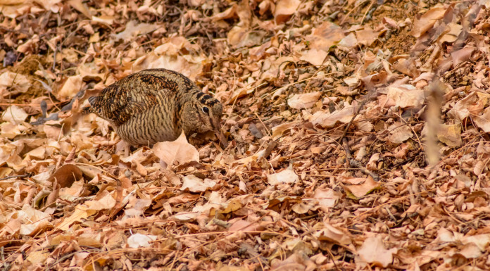 Fidc Toscana, monitoraggio Gps per altre tre beccacce Fidc Toscana monitoraggio Gps per altre tre beccacce