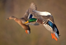 Inammissibile il ricorso sulla chiusura della caccia al germano reale in Veneto Inammissibile il ricorso sulla chiusura della caccia al germano reale in Veneto