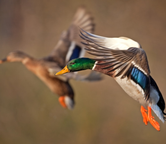 Inammissibile il ricorso sulla chiusura della caccia al germano reale in Veneto Inammissibile il ricorso sulla chiusura della caccia al germano reale in Veneto
