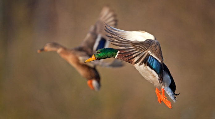 Inammissibile il ricorso sulla chiusura della caccia al germano reale in Veneto Inammissibile il ricorso sulla chiusura della caccia al germano reale in Veneto
