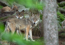 Primo sì del parlamento ad abbassamento dello stato di protezione del lupo Primo sì del parlamento ad abbassamento dello stato di protezione del lupo