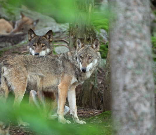Primo sì del parlamento ad abbassamento dello stato di protezione del lupo Primo sì del parlamento ad abbassamento dello stato di protezione del lupo
