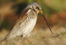 Respinto il ricorso ambientalista contro il calendario venatorio dell’Abruzzo Respinto il ricorso ambientalista contro il calendario venatorio dell'Abruzzo - cesena (Turdus pilaris) con verme