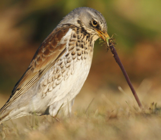 Respinto il ricorso ambientalista contro il calendario venatorio dell’Abruzzo Respinto il ricorso ambientalista contro il calendario venatorio dell'Abruzzo - cesena (Turdus pilaris) con verme