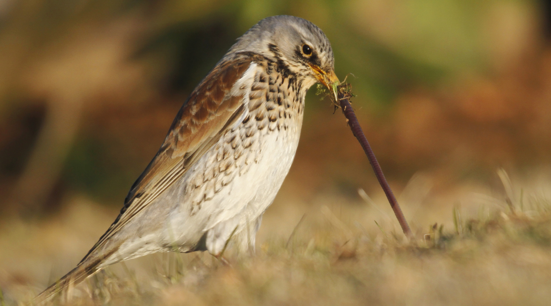 Respinto il ricorso ambientalista contro il calendario venatorio dell'Abruzzo Respinto il ricorso ambientalista contro il calendario venatorio dell'Abruzzo - cesena (Turdus pilaris) con verme
