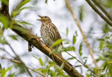 Rinviata la decisione del Tar sul calendario venatorio del Veneto Rinviata la decisione del Tar sul calendario venatorio del Veneto - tordo bottaccio su un ramo
