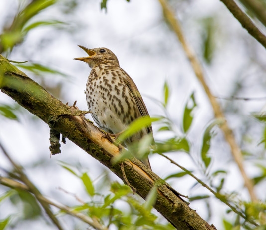 Rinviata la decisione del Tar sul calendario venatorio del Veneto Rinviata la decisione del Tar sul calendario venatorio del Veneto - tordo bottaccio su un ramo