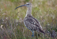 Studio britannico sul chiurlo maggiore: efficace il controllo dei predatori Studio britannico sul chiurlo maggiore efficace il controllo dei predatori