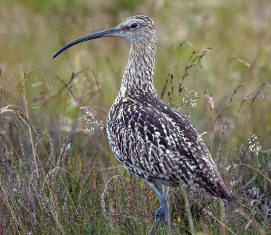 Studio britannico sul chiurlo maggiore: efficace il controllo dei predatori Studio britannico sul chiurlo maggiore efficace il controllo dei predatori