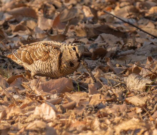 Uscito il primo bollettino meteo per la caccia alla beccaccia in Lombardia Uscito il primo bollettino meteo per la caccia alla beccaccia in Lombardia