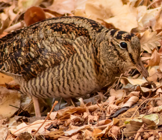 Uscito il quarto bollettino meteo per la caccia alla beccaccia in Lombardia Uscito il quarto bollettino meteo per la caccia alla beccaccia in Lombardia