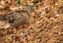 Uscito il secondo bollettino meteo per la caccia alla beccaccia in Lombardia Uscito il secondo bollettino meteo per la caccia alla beccaccia in Lombardia