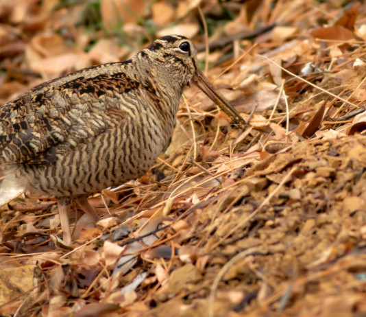 Uscito il secondo bollettino meteo per la caccia alla beccaccia in Lombardia Uscito il secondo bollettino meteo per la caccia alla beccaccia in Lombardia