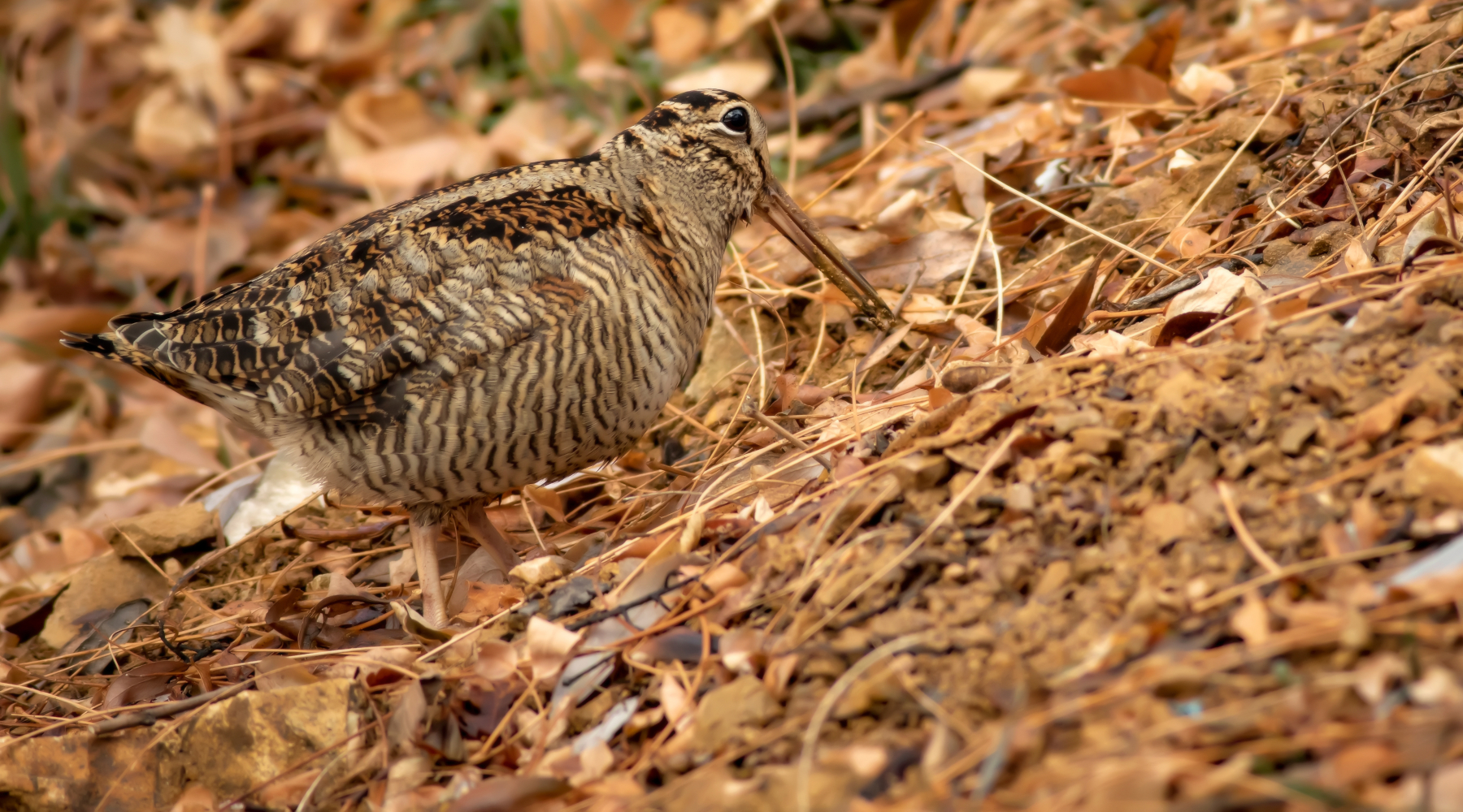 Uscito il secondo bollettino meteo per la caccia alla beccaccia in Lombardia Uscito il secondo bollettino meteo per la caccia alla beccaccia in Lombardia