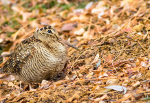 Uscito il terzo bollettino meteo per la caccia alla beccaccia in Lombardia Uscito il terzo bollettino meteo per la caccia alla beccaccia in Lombardia