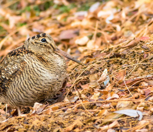 Uscito il terzo bollettino meteo per la caccia alla beccaccia in Lombardia Uscito il terzo bollettino meteo per la caccia alla beccaccia in Lombardia