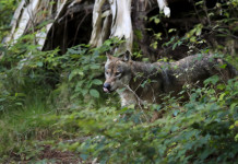 Vaccari-Gnassi (Pd): gestione del lupo «non più rinviabile» Vaccari-Gnassi (Pd) gestione del lupo «non più rinviabile»