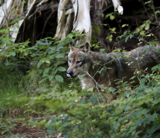 Vaccari-Gnassi (Pd): gestione del lupo «non più rinviabile» Vaccari-Gnassi (Pd) gestione del lupo «non più rinviabile»