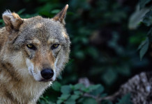 Animalisti: lupi in città? Colpa della braccata al cinghiale Animalisti lupi in città Colpa della braccata al cinghiale