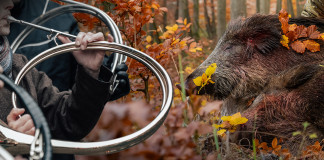 Caccia al cinghiale, al cervo, al muflone e al capriolo: il video della drückjagd Caccia al cinghiale, al cervo, al muflone e al capriolo video drückjagd