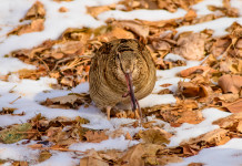 Caccia alla beccaccia sospesa in cinque province della Lombardia Caccia alla beccaccia sospesa in cinque province della Lombardia - beccaccia su terreno innevato