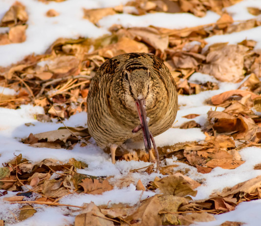 Caccia alla beccaccia sospesa in cinque province della Lombardia Caccia alla beccaccia sospesa in cinque province della Lombardia - beccaccia su terreno innevato