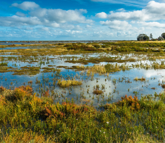 Commissione Ambiente esamina il decreto sul ripristino della natura Commissione Ambiente esamina il decreto sul ripristino della natura