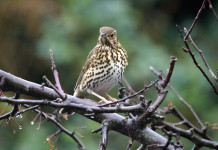 Federcaccia: studio Lipu-UniMi non legittima chiusura anticipata della caccia Federcaccia al Corriere studio Lipu-UniMi non legittima la chiusura anticipata della caccia - tordo bottaccio (song thrush)