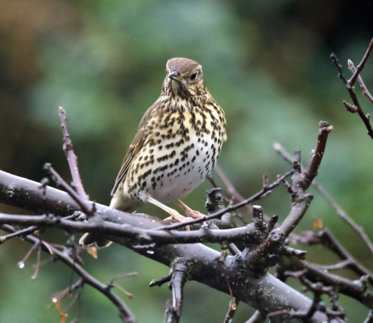 Federcaccia: studio Lipu-UniMi non legittima chiusura anticipata della caccia Federcaccia al Corriere studio Lipu-UniMi non legittima la chiusura anticipata della caccia - tordo bottaccio (song thrush)
