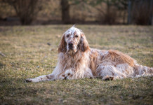 Fondazione Una: funziona l’opposizione alla campagna anticaccia Fondazione Una funziona l’opposizione alla campagna anticaccia - setter inglese bianco arancio