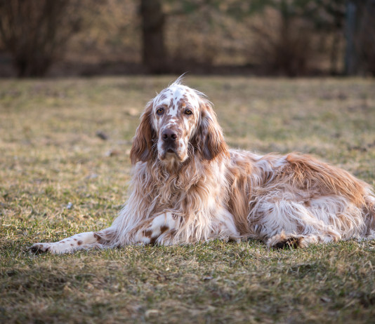 Fondazione Una: funziona l’opposizione alla campagna anticaccia Fondazione Una funziona l’opposizione alla campagna anticaccia - setter inglese bianco arancio