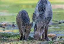 Giani firma ordinanza contro la peste suina africana in Toscana Giani firma ordinanza contro la peste suina africana in Toscana - due cinghiali mangiano