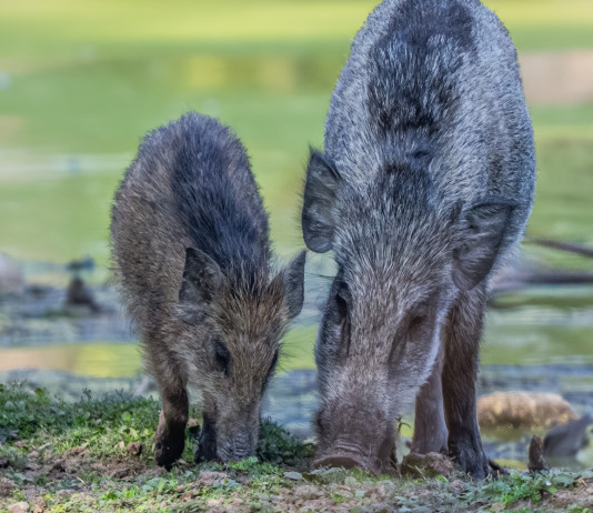 Giani firma ordinanza contro la peste suina africana in Toscana Giani firma ordinanza contro la peste suina africana in Toscana - due cinghiali mangiano