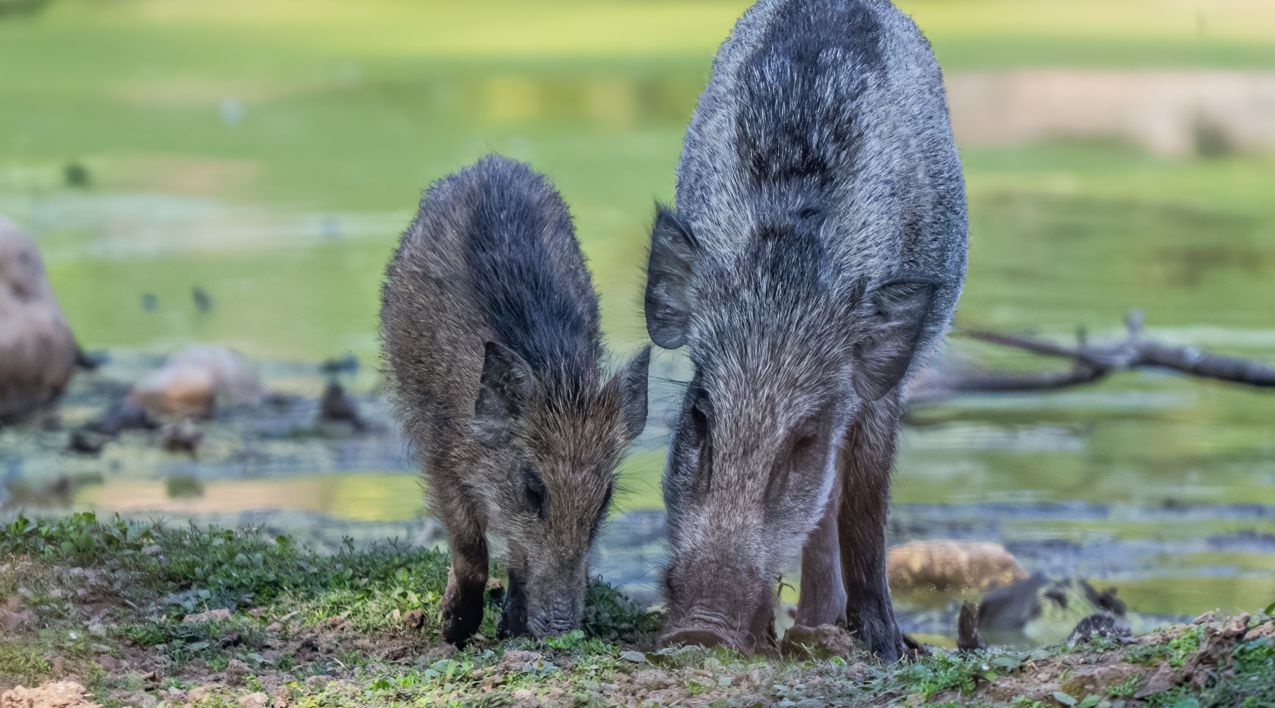 Giani firma ordinanza contro la peste suina africana in Toscana Giani firma ordinanza contro la peste suina africana in Toscana - due cinghiali mangiano