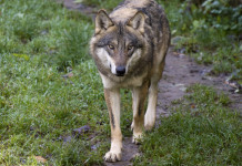 Il declassamento del lupo sulla Gazzetta ufficiale Il declassamento del lupo sulla Gazzetta ufficiale