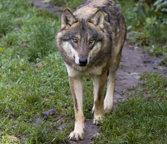 Il declassamento del lupo sulla Gazzetta ufficiale Il declassamento del lupo sulla Gazzetta ufficiale