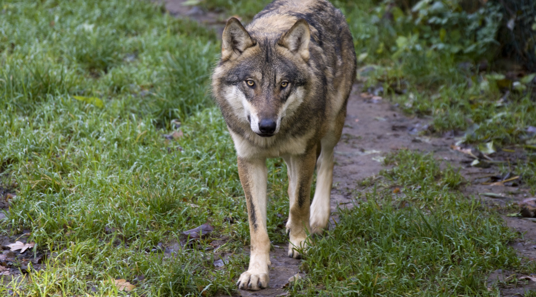 Il declassamento del lupo sulla Gazzetta ufficiale Il declassamento del lupo sulla Gazzetta ufficiale
