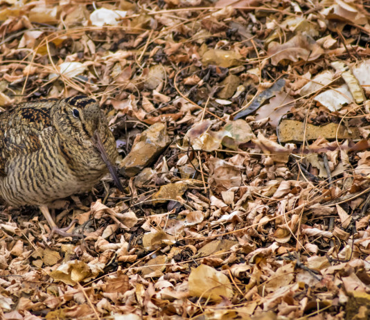 Indetto corso per il monitoraggio della beccaccia in Calabria Indetto corso per il monitoraggio della beccaccia in Calabria