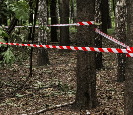 Interrogazione Pd al governo: più carabinieri forestali Interrogazione Pd al governo più carabinieri forestali - bosco con nastro di forze dell'ordine per indagine