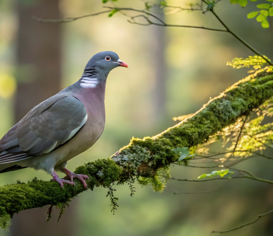 La Sardegna ritocca il calendario venatorio La Sardegna ritocca il calendario venatorio