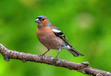 Liguria, confermata sospensione della caccia in deroga a storno e fringuello Liguria, confermata sospensione della caccia in deroga a storno e fringuello