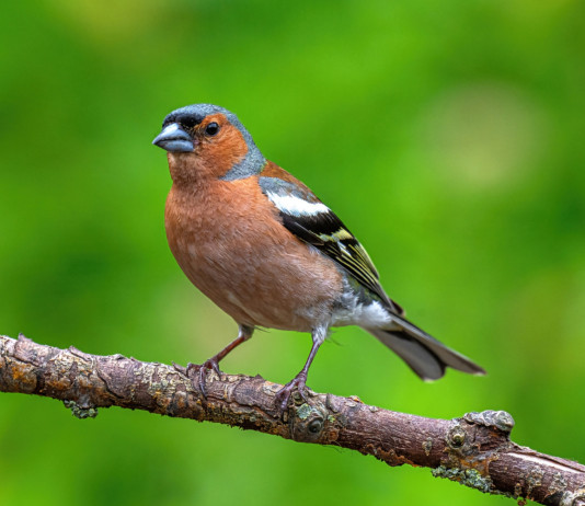 Liguria, confermata sospensione della caccia in deroga a storno e fringuello Liguria, confermata sospensione della caccia in deroga a storno e fringuello