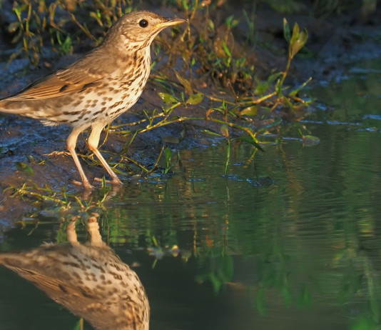 Quattro milioni di dati, studio UniMi-Lipu anticipa avvio migrazione prenuziale Quattro milioni di dati, studio UniMi-Lipu anticipa avvio migrazione prenuziale - tordo bottaccio (Turdus philomelos) si specchia in acqua