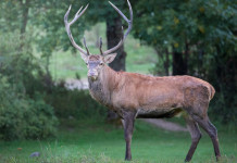 Recchia: necessario aprire rapidamente la caccia al cervo in Abruzzo Recchia necessario aprire rapidamente la caccia al cervo in Abruzzo