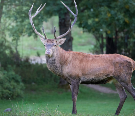Recchia: necessario aprire rapidamente la caccia al cervo in Abruzzo Recchia necessario aprire rapidamente la caccia al cervo in Abruzzo